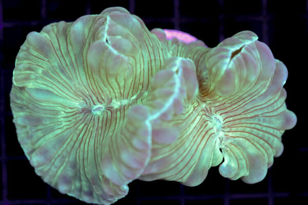 import placeholder for 3034488