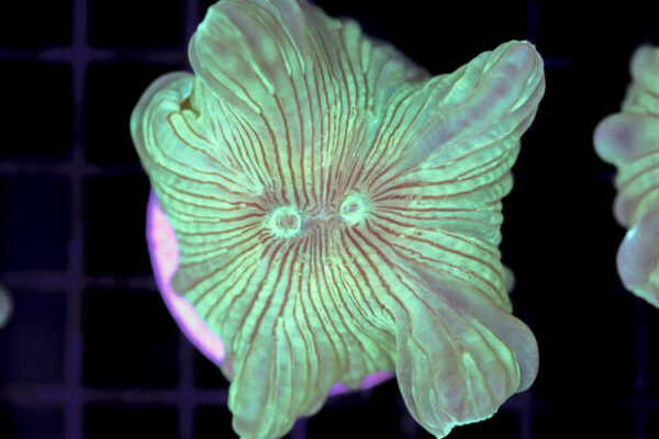 import placeholder for 3034487