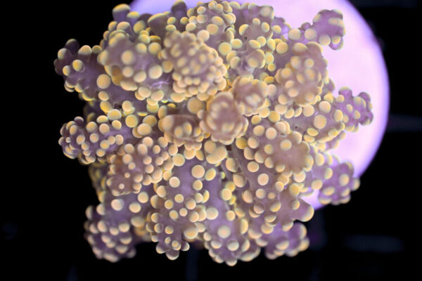 import placeholder for 3002345