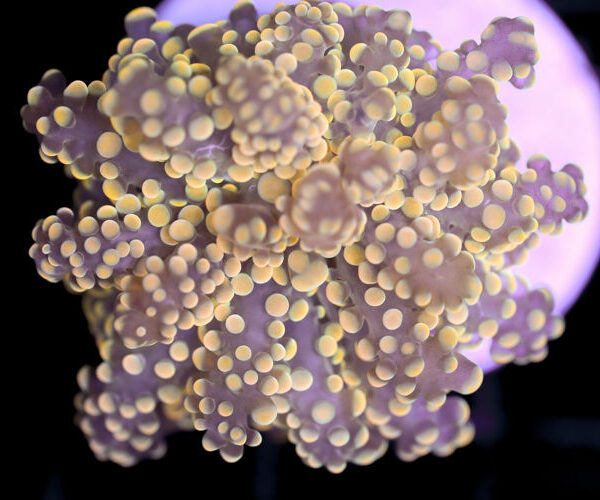 import placeholder for 3002345