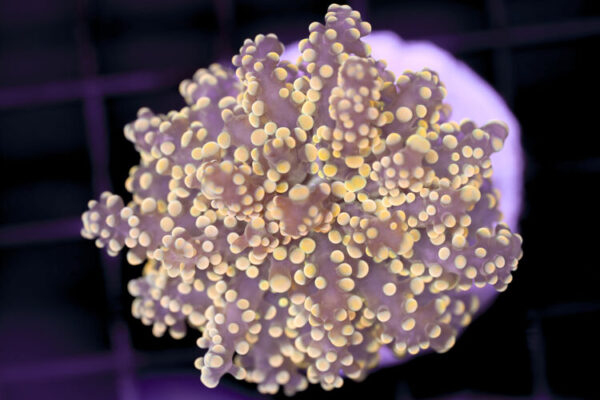 import placeholder for 3001882