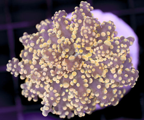 import placeholder for 3001882