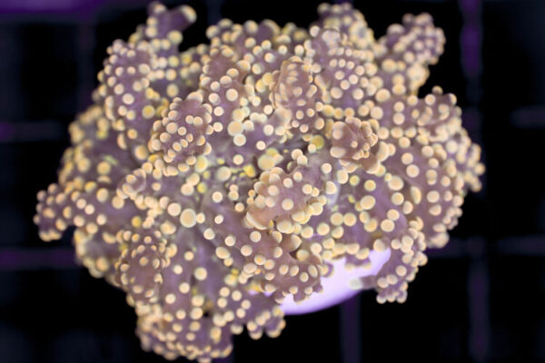 import placeholder for 3001880