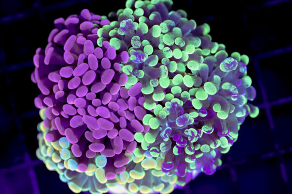 import placeholder for 3001861