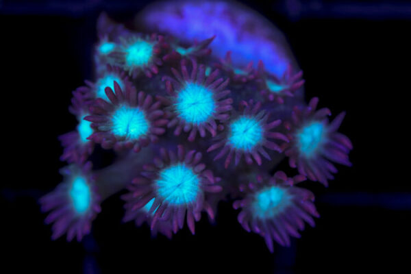 import placeholder for 2997238