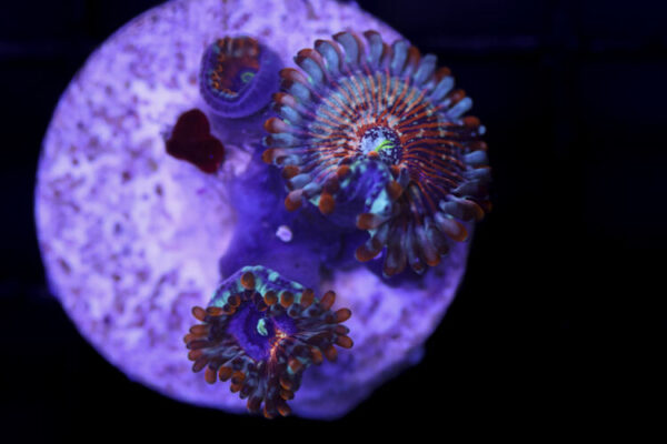 import placeholder for 2997232