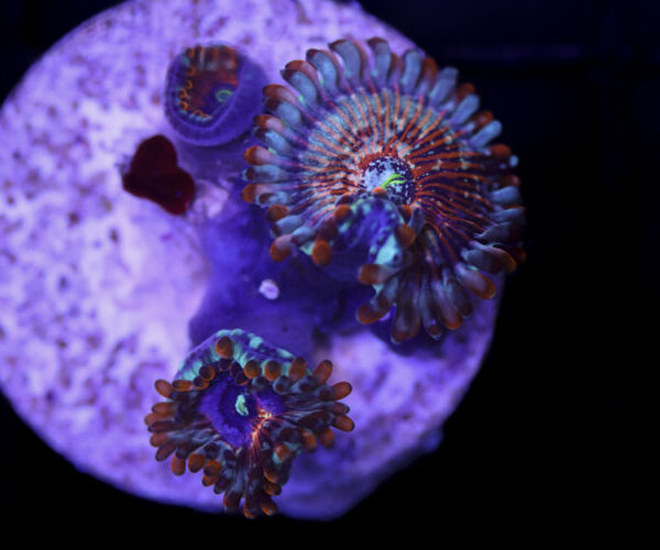 import placeholder for 2997232