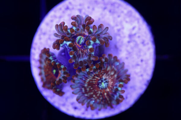 import placeholder for 2997230