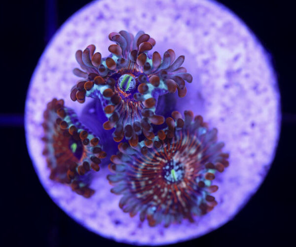 import placeholder for 2997230