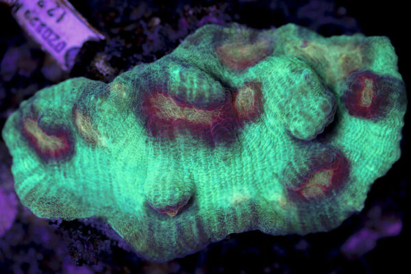 import placeholder for 2997209