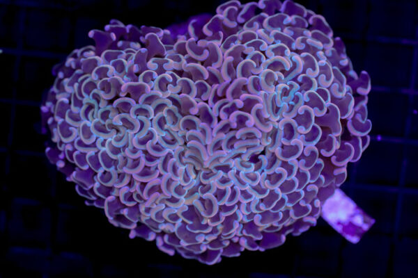 import placeholder for 2997189