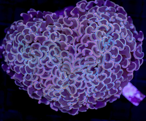 import placeholder for 2997189