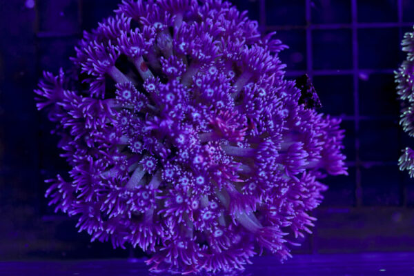 import placeholder for 2997186