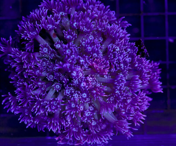 import placeholder for 2997186