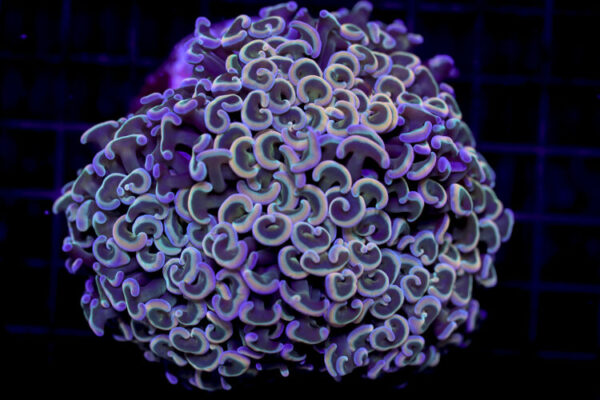 import placeholder for 2997178