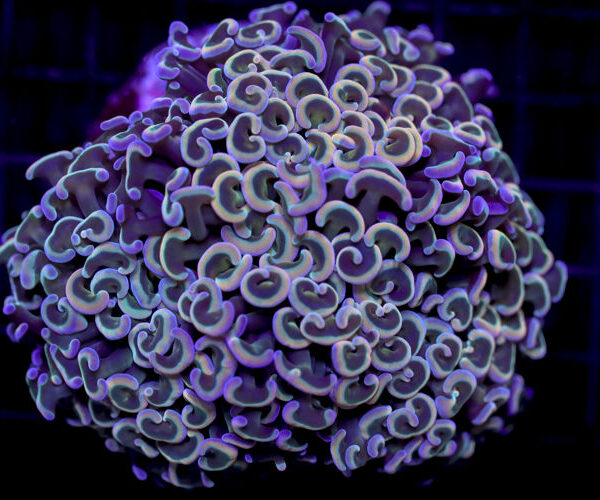 import placeholder for 2997178