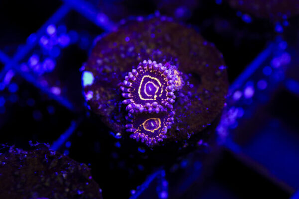 import placeholder for 2994237