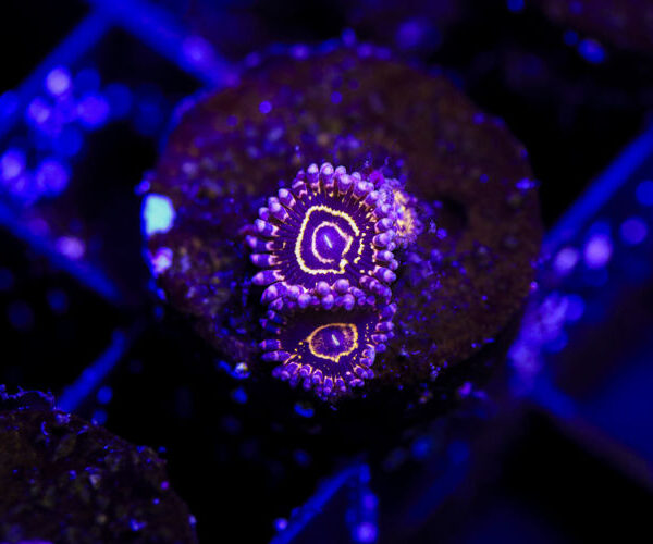 import placeholder for 2994237