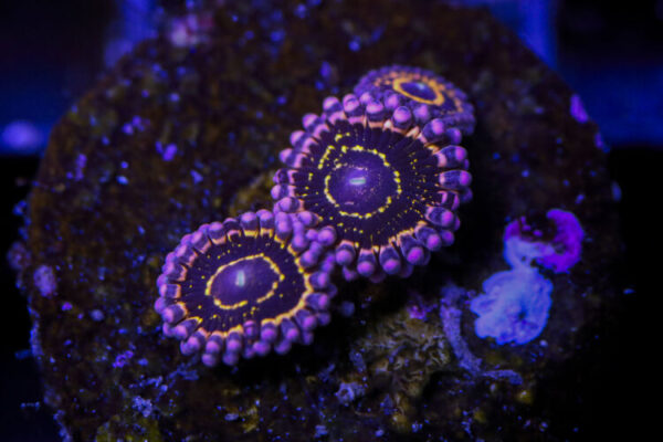 import placeholder for 2994234