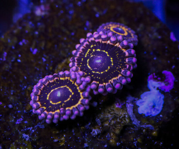 import placeholder for 2994234