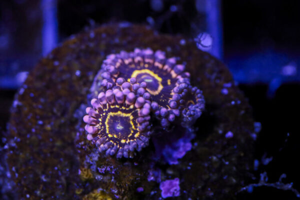 import placeholder for 2994233