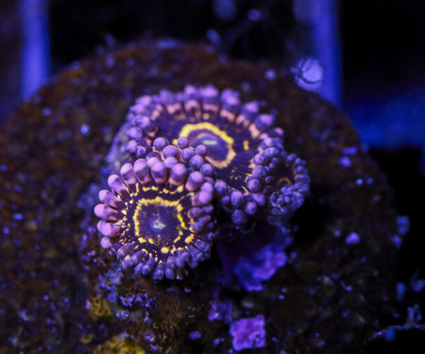 import placeholder for 2994233