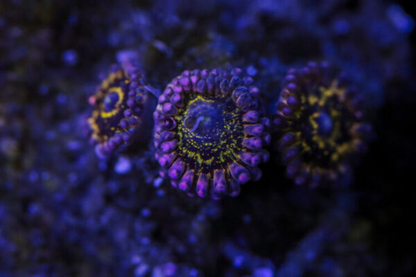 import placeholder for 2994232