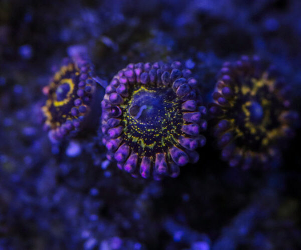 import placeholder for 2994232