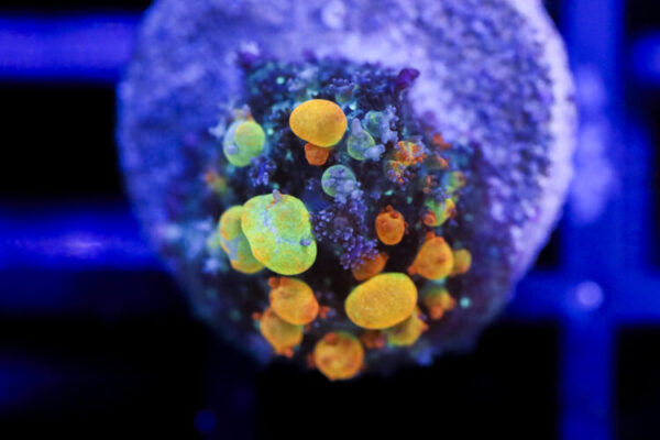 import placeholder for 2994227