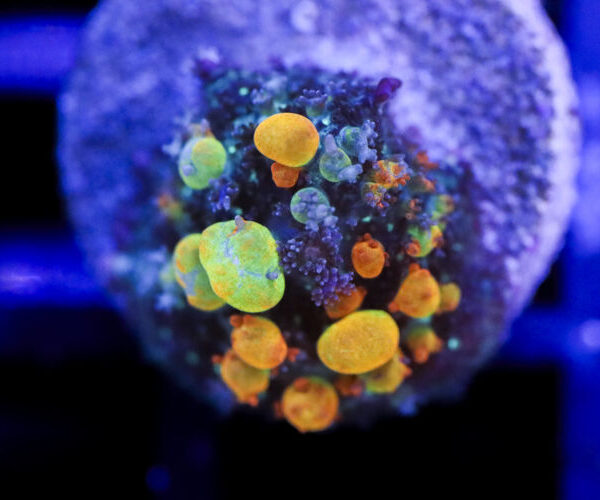 import placeholder for 2994227