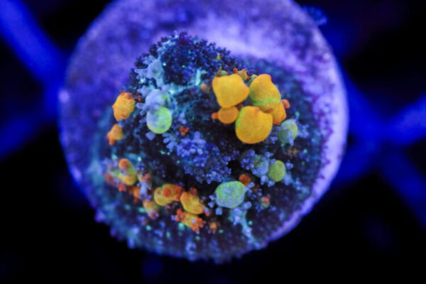 import placeholder for 2994226