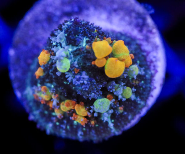 import placeholder for 2994226