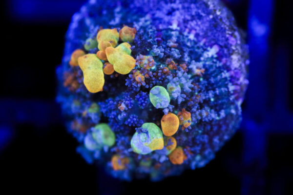 import placeholder for 2994224