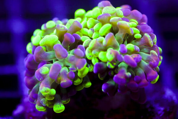 import placeholder for 2991258