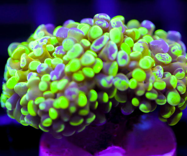 import placeholder for 2991255