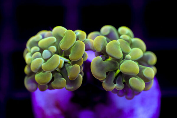 import placeholder for 2991235