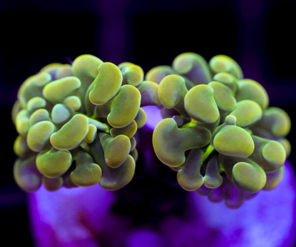 import placeholder for 2991235