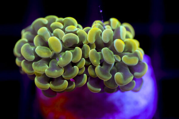 import placeholder for 2991233