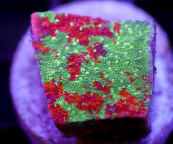 import placeholder for 2991212