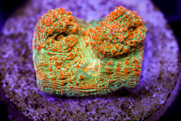 import placeholder for 2991199