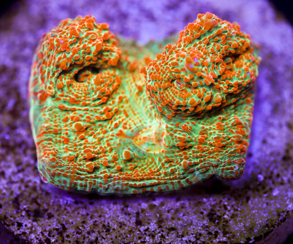 import placeholder for 2991199