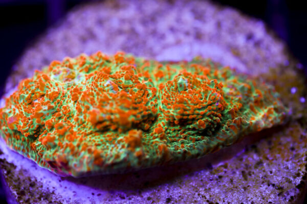 import placeholder for 2991197