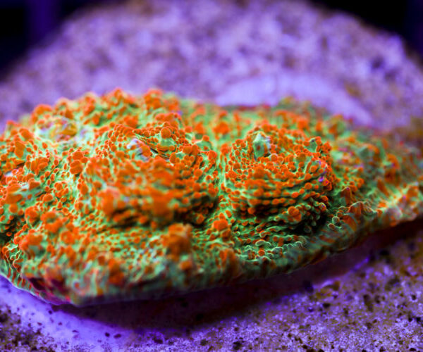 import placeholder for 2991197