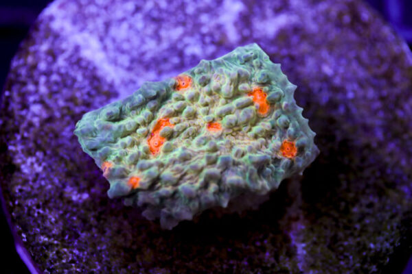 import placeholder for 2991194