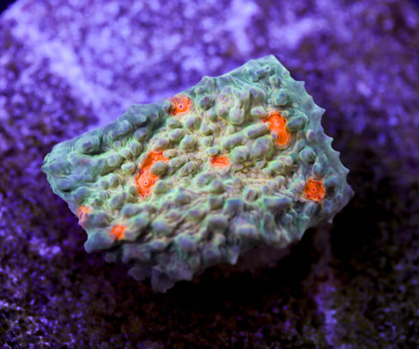 import placeholder for 2991194