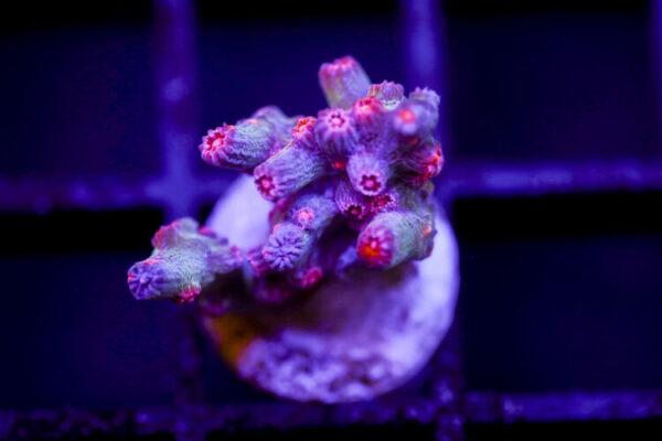 import placeholder for 2991181