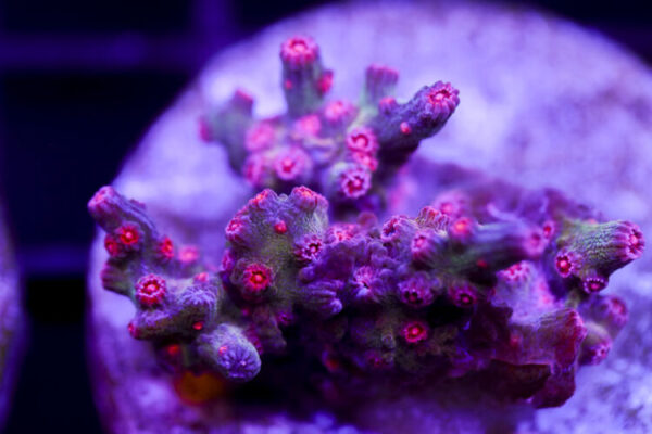 import placeholder for 2991173