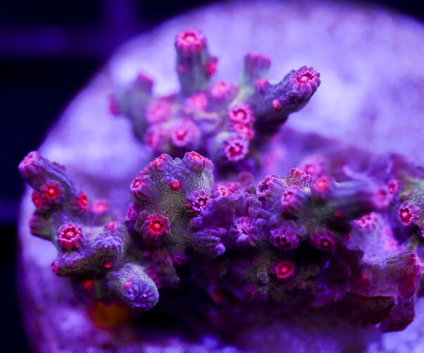 import placeholder for 2991173