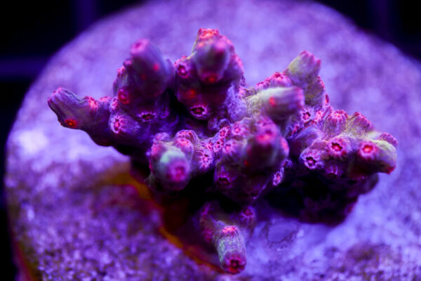 import placeholder for 2991170