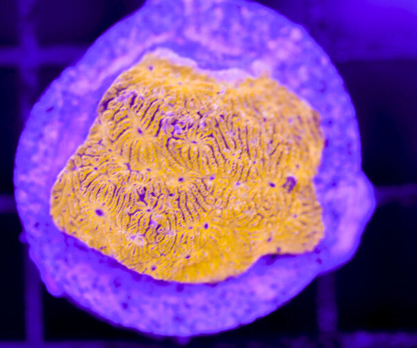 import placeholder for 2991163